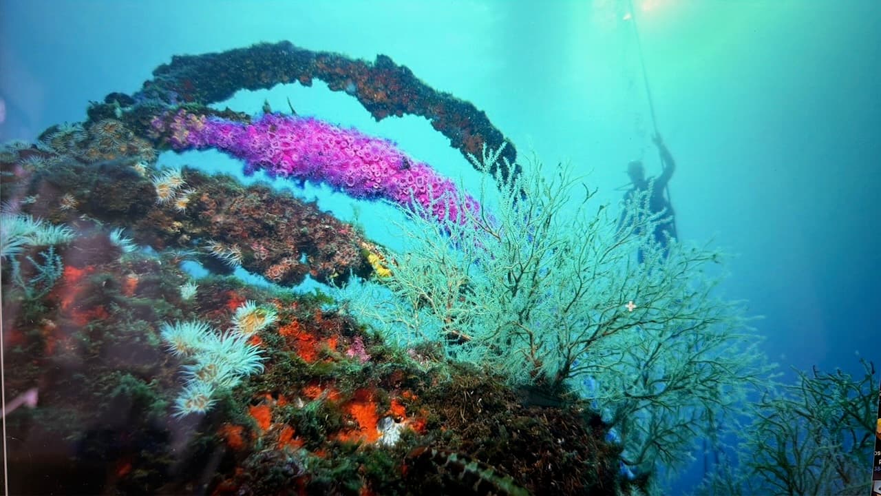Colorful coral reef with diver silhouette