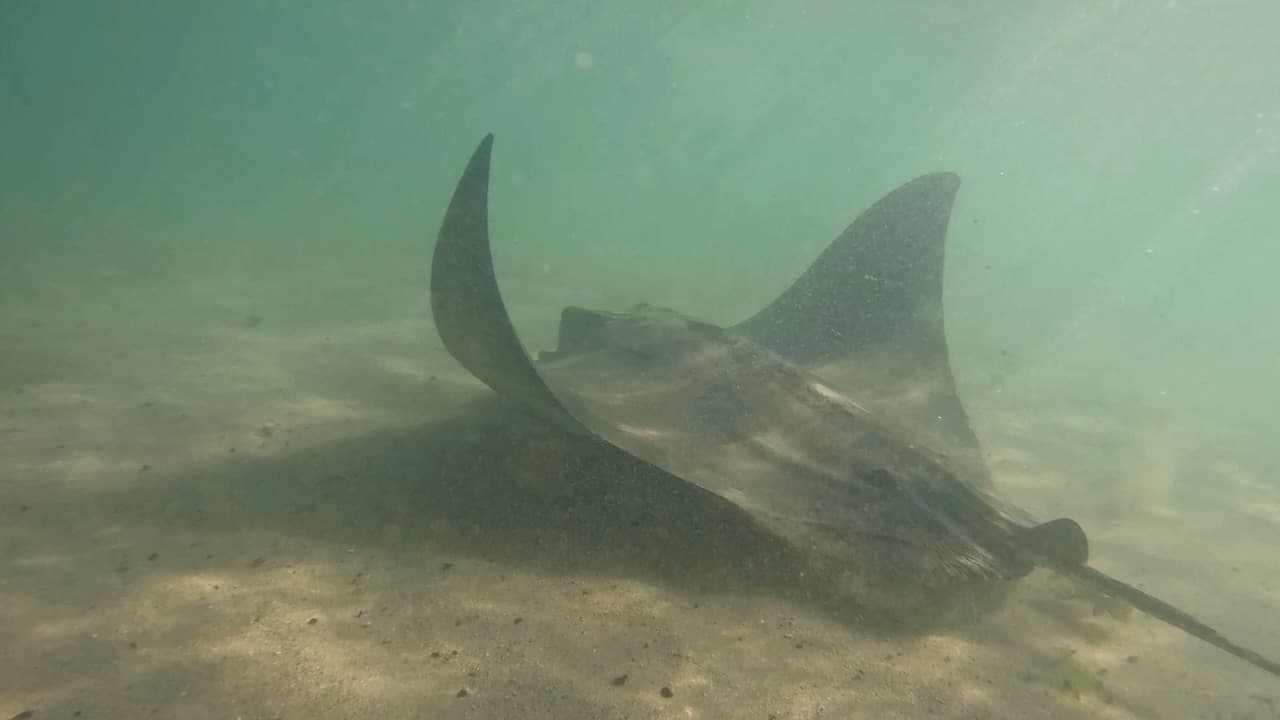 Stingray gliding over sandy ocean bottom